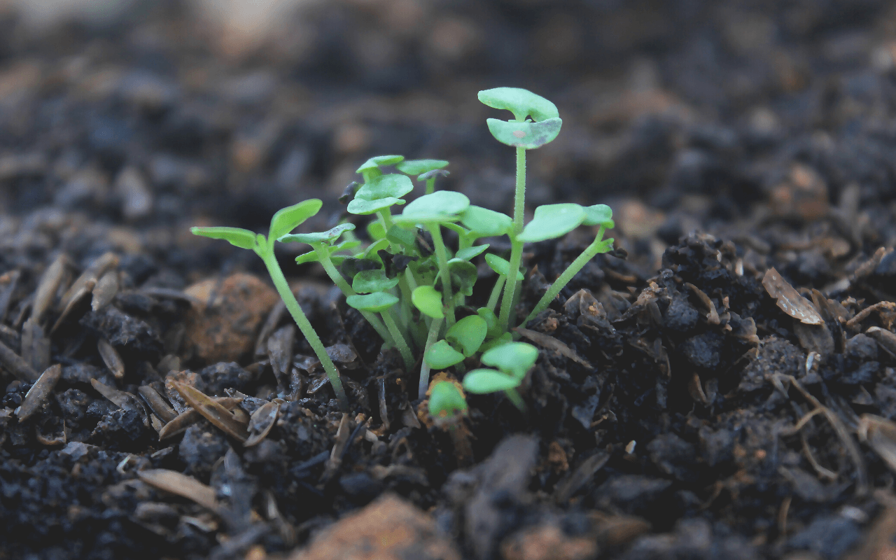 mutuo terreno agricolo